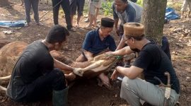 Foto detik-detik saat hewan Qurban disembelih